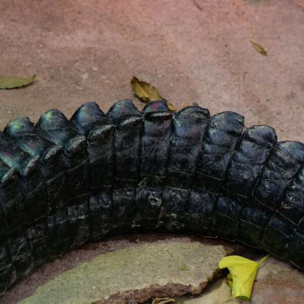 Tubeless tyre repair Kit